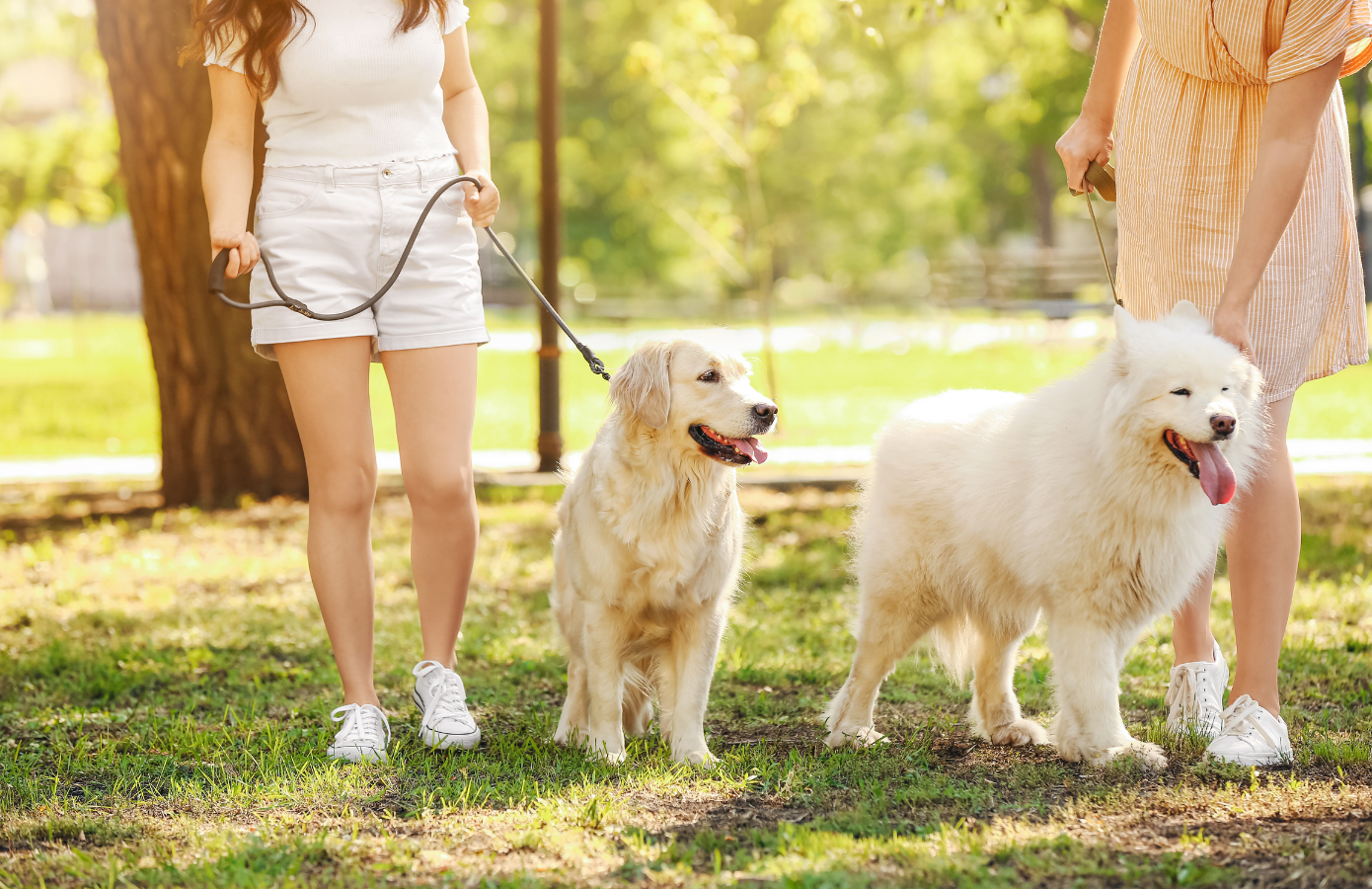 犬の散歩シーン